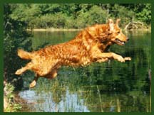 Golden leaping into the water