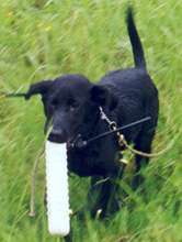 Lab pup carrying a dummy, wearing electric collar.