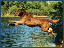 Leaping Chesapeake