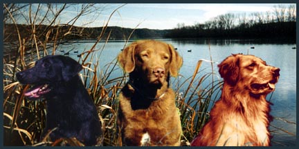 Examples of the Big Three retriever breeds