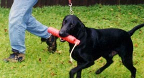 Dog carrying dummy at a trot