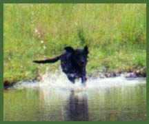 Black Lab leaping into the water