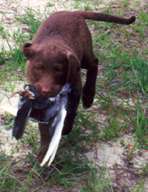 Chesapeake pup with pigeon